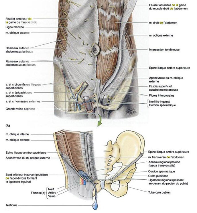 Planche anatomique vue de l'abdomen
