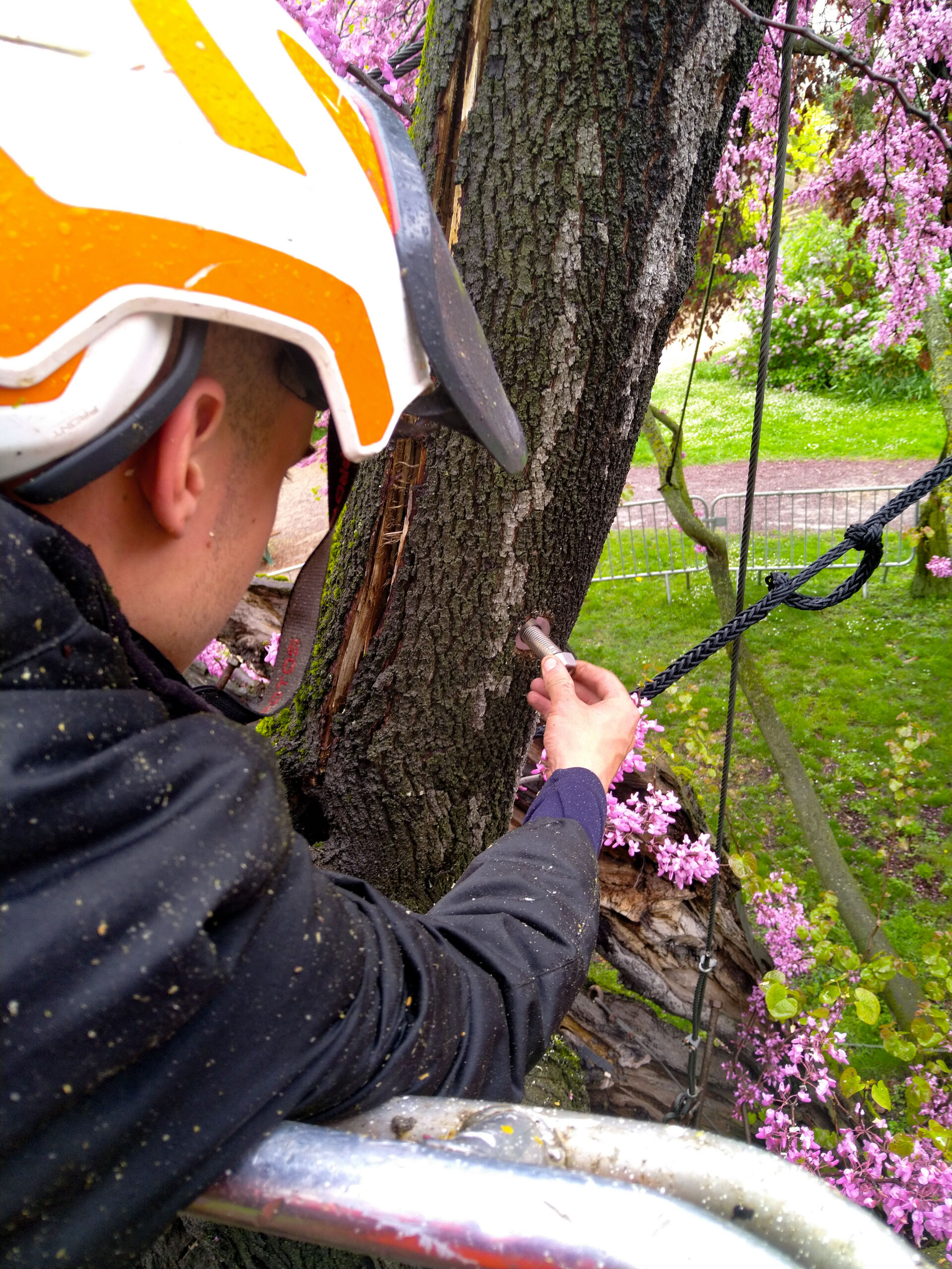 Brochage de vos arbres Devis gratuit Belbéoc'h