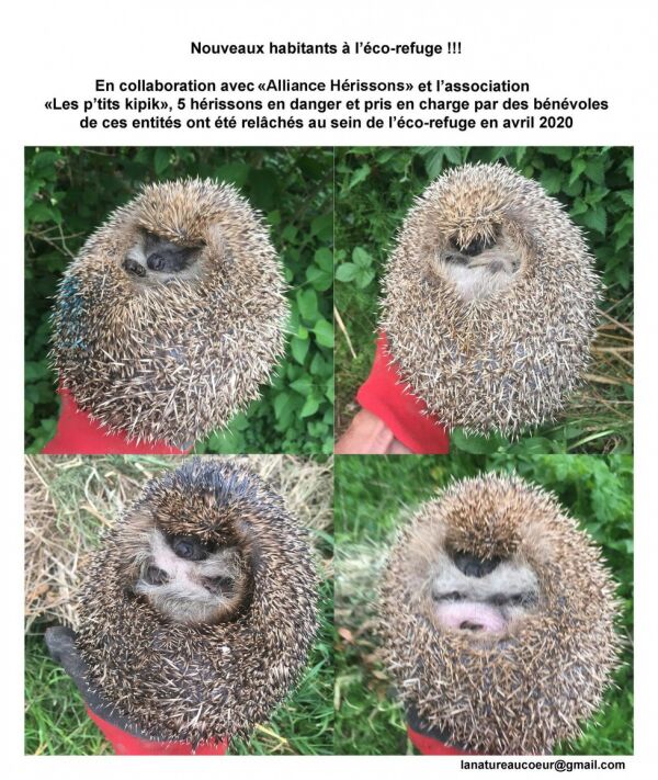 Eco-refuge de la Douaye, relâchage de hérissons Eco-refuge de la Douaye, relâchage de hérissons
