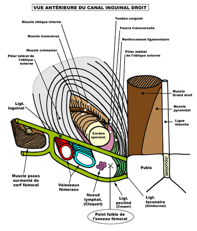 Vue antérieure du canal inguinal droit Vue antérieure du canal inguinal droit